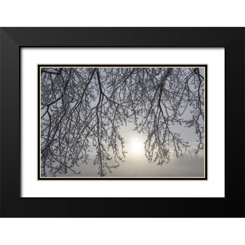 Canada, Ottawa Frosty limbs and fog-shrouded sun Black Modern Wood Framed Art Print with Double Matting by Young, Bill