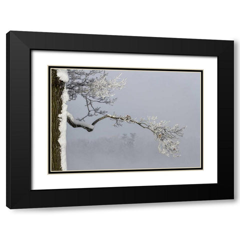 Canada, Ottawa, Frosty branches in fog Black Modern Wood Framed Art Print with Double Matting by Young, Bill