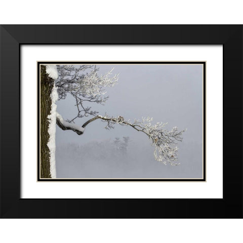 Canada, Ottawa, Frosty branches in fog Black Modern Wood Framed Art Print with Double Matting by Young, Bill
