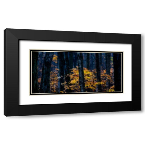 Canada, Ontario Autumn abstract of forest Black Modern Wood Framed Art Print with Double Matting by Young, Bill