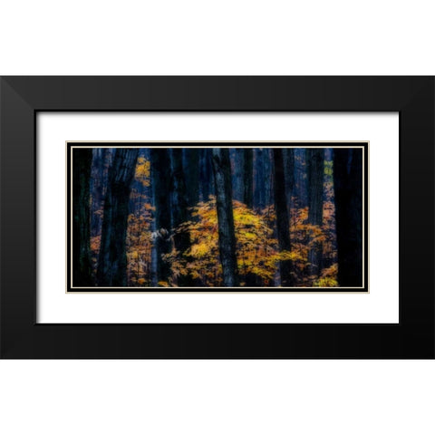 Canada, Ontario Autumn abstract of forest Black Modern Wood Framed Art Print with Double Matting by Young, Bill