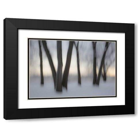 Canada, Ottawa, Ottawa River Abstract of trees Black Modern Wood Framed Art Print with Double Matting by Young, Bill