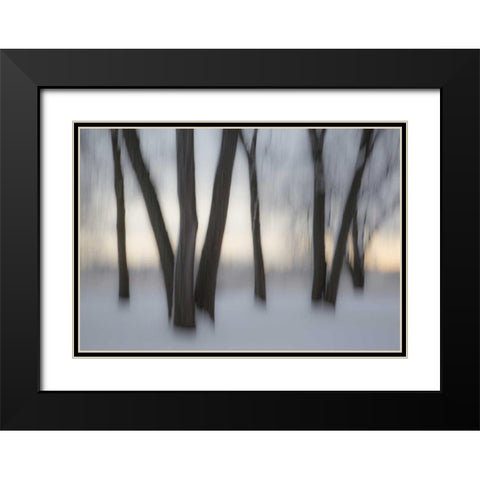 Canada, Ottawa, Ottawa River Abstract of trees Black Modern Wood Framed Art Print with Double Matting by Young, Bill