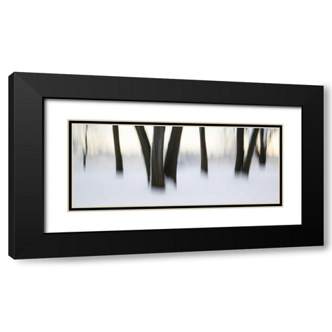 Canada, Ottawa, Ottawa River Abstract of trees Black Modern Wood Framed Art Print with Double Matting by Young, Bill