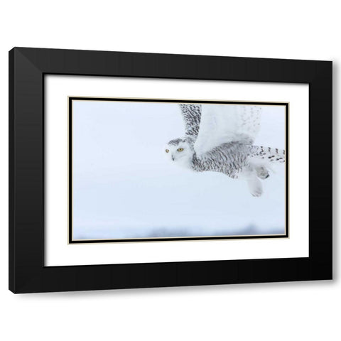 Canada, Ontario, Barrie Snowy owl in flight Black Modern Wood Framed Art Print with Double Matting by Zuckerman, Jim