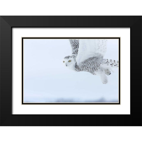 Canada, Ontario, Barrie Snowy owl in flight Black Modern Wood Framed Art Print with Double Matting by Zuckerman, Jim