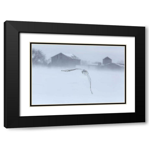Canada, Ontario, Barrie Snowy owl in flight Black Modern Wood Framed Art Print with Double Matting by Zuckerman, Jim