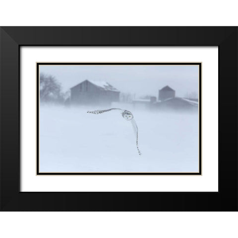 Canada, Ontario, Barrie Snowy owl in flight Black Modern Wood Framed Art Print with Double Matting by Zuckerman, Jim