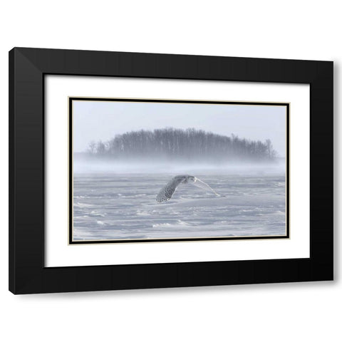 Canada, Ontario, Barrie Snowy owl in flight Black Modern Wood Framed Art Print with Double Matting by Zuckerman, Jim