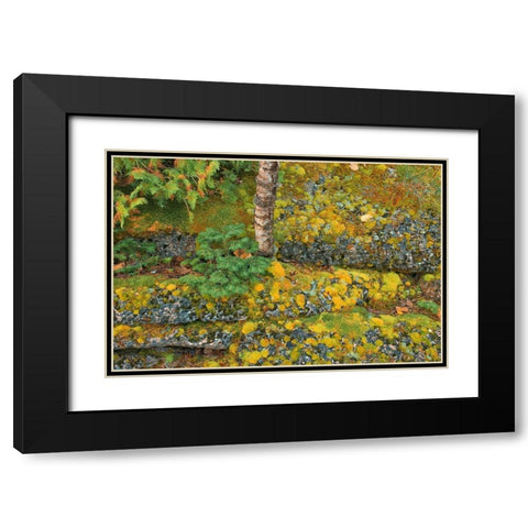 Canada-Ontario-Bruce Peninsula National Park Birch tree and moss on limestone rock Black Modern Wood Framed Art Print with Double Matting by Jaynes Gallery