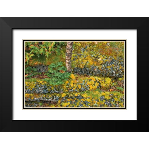 Canada-Ontario-Bruce Peninsula National Park Birch tree and moss on limestone rock Black Modern Wood Framed Art Print with Double Matting by Jaynes Gallery