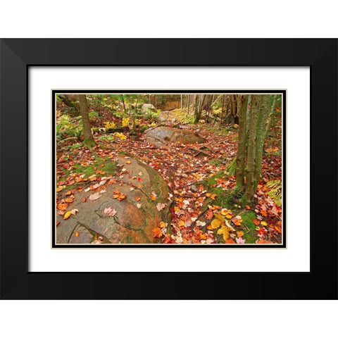 Canada-Ontario-Killarney Provincial Park-Granite Ridge Trail Park Black Modern Wood Framed Art Print with Double Matting by Jaynes Gallery