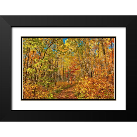 Canada-Ontario-Aubrey Falls Provincial Park-Forest trail in autumn Black Modern Wood Framed Art Print with Double Matting by Jaynes Gallery