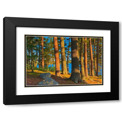 Canada-Ontario Mature white pines and red pines at sunset Black Modern Wood Framed Art Print with Double Matting by Jaynes Gallery