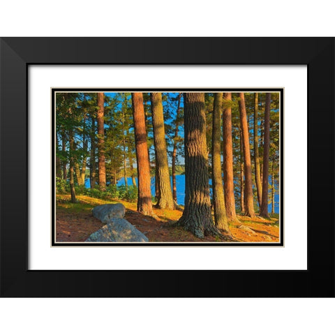 Canada-Ontario Mature white pines and red pines at sunset Black Modern Wood Framed Art Print with Double Matting by Jaynes Gallery