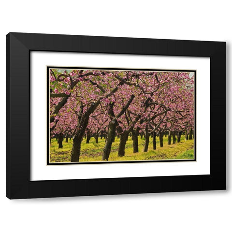Canada-Ontario-Grimsby Peach orchard blooming in spring Black Modern Wood Framed Art Print with Double Matting by Jaynes Gallery