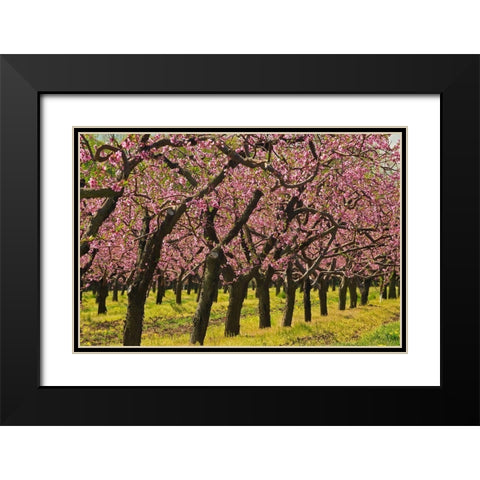 Canada-Ontario-Grimsby Peach orchard blooming in spring Black Modern Wood Framed Art Print with Double Matting by Jaynes Gallery