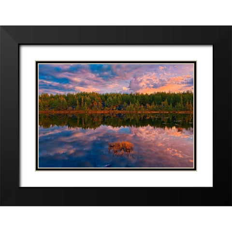 Canada-Ontario-Greater Sudbury Lake grasses and cloud reflections at sunrise Black Modern Wood Framed Art Print with Double Matting by Jaynes Gallery