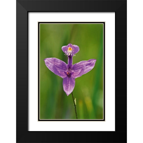 Canada-Ontario-Bruce Peninsula National Park Grass pink orchid close-up Black Modern Wood Framed Art Print with Double Matting by Jaynes Gallery