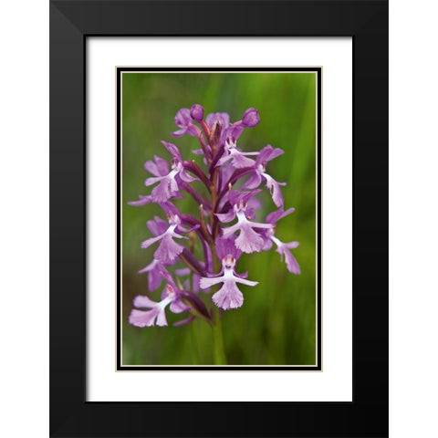 Canada-Ontario-Bruce Peninsula National Park Small purple fringed orchids close-up Black Modern Wood Framed Art Print with Double Matting by Jaynes Gallery