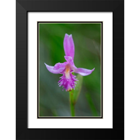 Canada-Ontario-Bruce Peninsula National Park Dragons mouth orchid close-up Black Modern Wood Framed Art Print with Double Matting by Jaynes Gallery