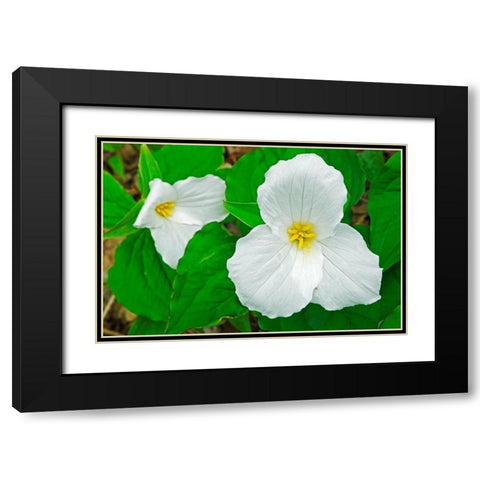 Canada-Ontario-Horseshoe Lake Large-flowered trillium Black Modern Wood Framed Art Print with Double Matting by Jaynes Gallery