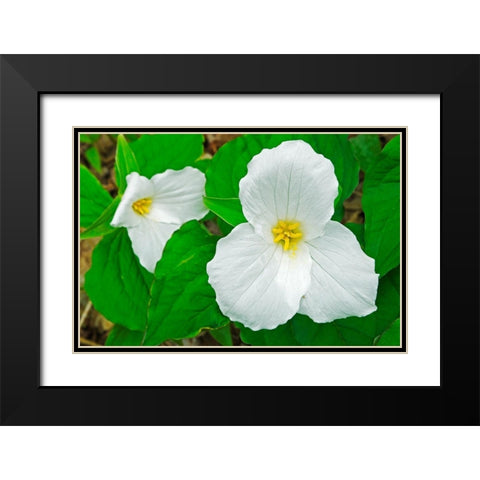 Canada-Ontario-Horseshoe Lake Large-flowered trillium Black Modern Wood Framed Art Print with Double Matting by Jaynes Gallery
