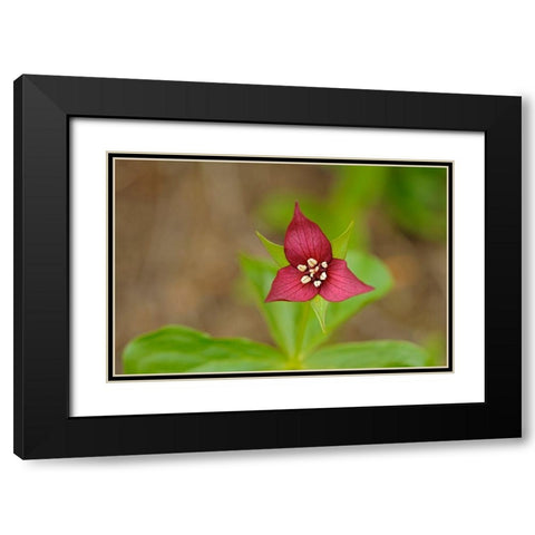 Canada-Ontario-Algonquin Provincial Park Red trillium flower close-up Black Modern Wood Framed Art Print with Double Matting by Jaynes Gallery