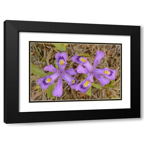 Canada-Ontario-Tobermory Dwarf lake iris flower close-up Black Modern Wood Framed Art Print with Double Matting by Jaynes Gallery