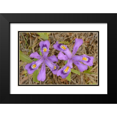 Canada-Ontario-Tobermory Dwarf lake iris flower close-up Black Modern Wood Framed Art Print with Double Matting by Jaynes Gallery