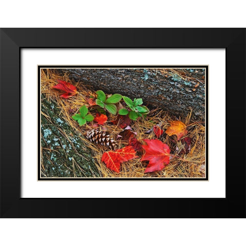Canada-Ontario-Tyson Lake Vegetation and log on forest floor Black Modern Wood Framed Art Print with Double Matting by Jaynes Gallery