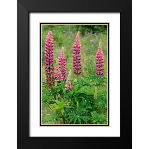 Canada-Ontario-Killarney District Lupines blossoms close-up Black Modern Wood Framed Art Print with Double Matting by Jaynes Gallery
