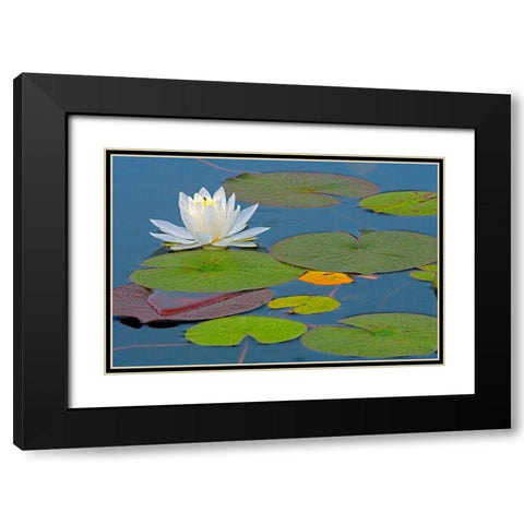 Canada-Ontario-Killarney Provincial Park American white water lily flower and pads Black Modern Wood Framed Art Print with Double Matting by Jaynes Gallery