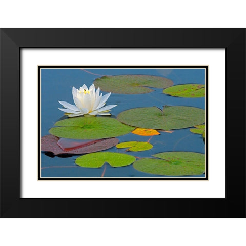 Canada-Ontario-Killarney Provincial Park American white water lily flower and pads Black Modern Wood Framed Art Print with Double Matting by Jaynes Gallery