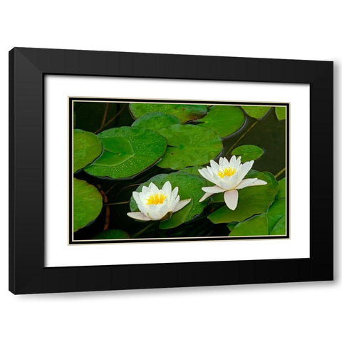 Canada-Ontario-Whitefish American white water lily flower and pads Black Modern Wood Framed Art Print with Double Matting by Jaynes Gallery