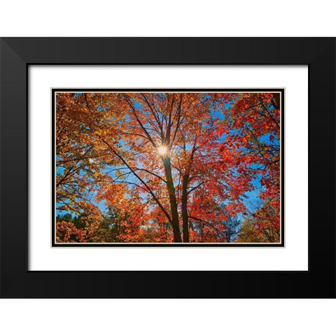 Canada-Ontario-Chutes Provincial Park Sunburst on autumn tree foliage Black Modern Wood Framed Art Print with Double Matting by Jaynes Gallery