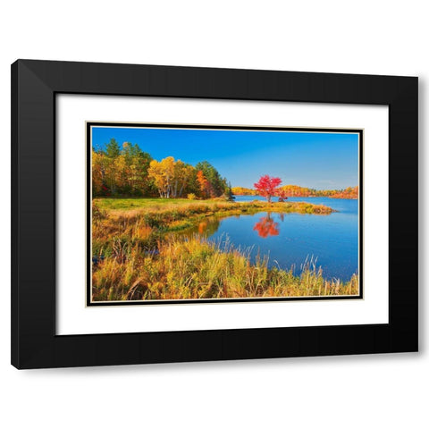 Canada-Ontario-Worthington Red maple tree reflects in St Poithier Lake Black Modern Wood Framed Art Print with Double Matting by Jaynes Gallery
