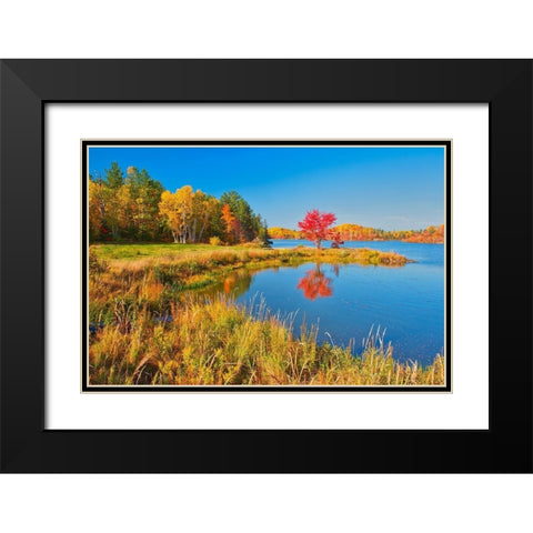 Canada-Ontario-Worthington Red maple tree reflects in St Poithier Lake Black Modern Wood Framed Art Print with Double Matting by Jaynes Gallery