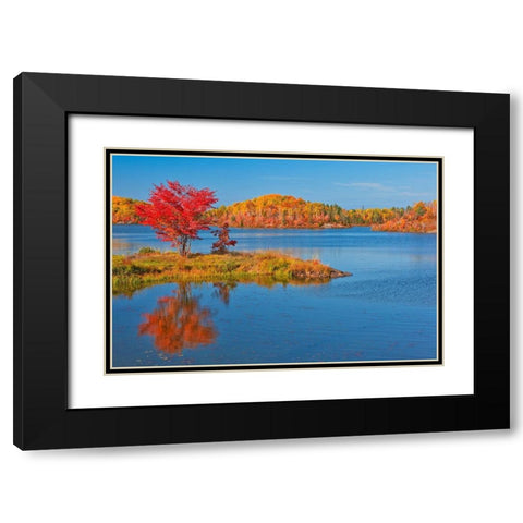 Canada-Ontario-Worthington Red maple tree reflects in St Poithier Lake Black Modern Wood Framed Art Print with Double Matting by Jaynes Gallery