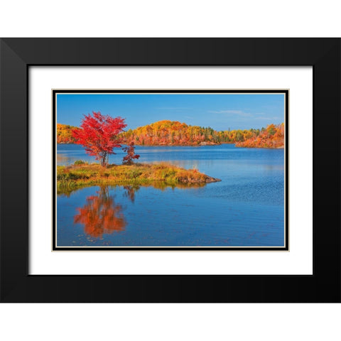 Canada-Ontario-Worthington Red maple tree reflects in St Poithier Lake Black Modern Wood Framed Art Print with Double Matting by Jaynes Gallery