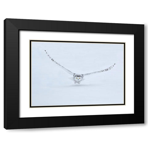 Canada- Ontario- Barrie. Female snowy owl in flight over snow. Black Modern Wood Framed Art Print with Double Matting by Jaynes Gallery