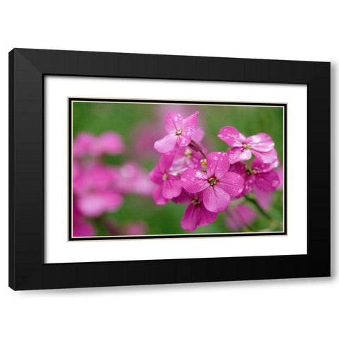Canada-Prince Edward Island Phlox flowers in rain Black Modern Wood Framed Art Print with Double Matting by Jaynes Gallery