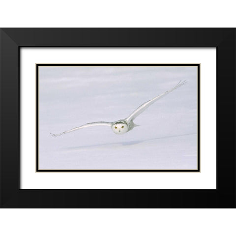 Canada, Quebec Snowy owl flies low over snow Black Modern Wood Framed Art Print with Double Matting by Delisle, Gilles