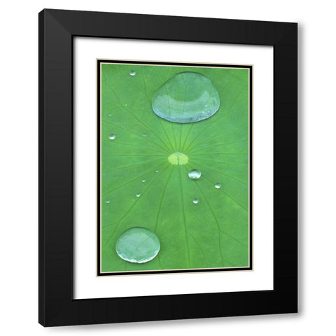 Canada, Quebec, Montreal Water on lotus leaf Black Modern Wood Framed Art Print with Double Matting by Delisle, Gilles