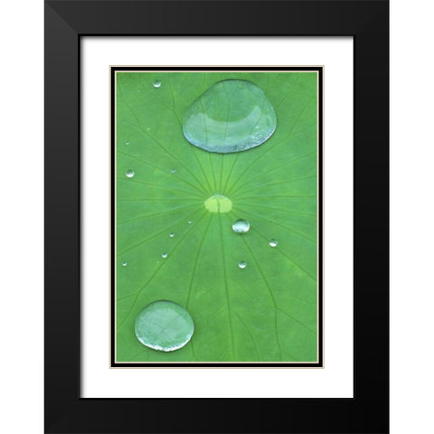 Canada, Quebec, Montreal Water on lotus leaf Black Modern Wood Framed Art Print with Double Matting by Delisle, Gilles