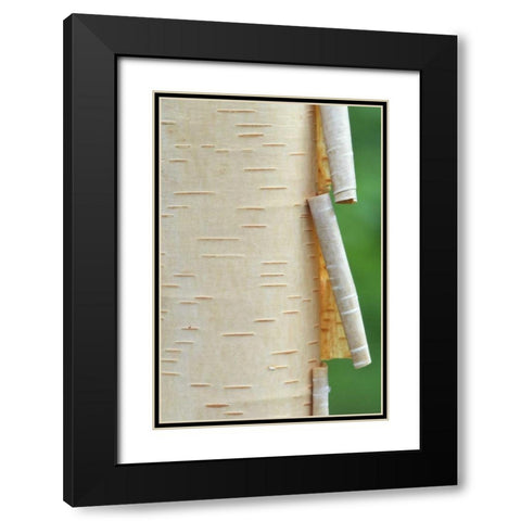 Canada, Quebec Peeling bark on paper birch tree Black Modern Wood Framed Art Print with Double Matting by Delisle, Gilles