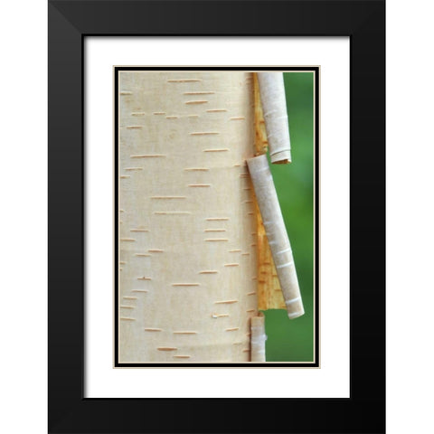 Canada, Quebec Peeling bark on paper birch tree Black Modern Wood Framed Art Print with Double Matting by Delisle, Gilles