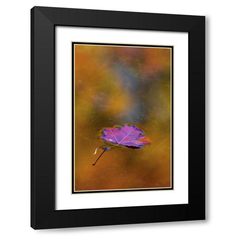 Canada, Quebec Autumn leaf on pond Black Modern Wood Framed Art Print with Double Matting by Delisle, Gilles