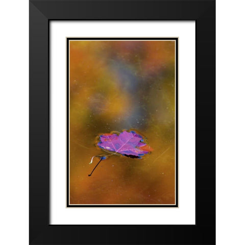 Canada, Quebec Autumn leaf on pond Black Modern Wood Framed Art Print with Double Matting by Delisle, Gilles