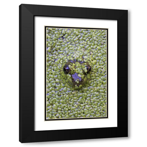 Canada, Quebec Green frog in duckweed water Black Modern Wood Framed Art Print with Double Matting by Delisle, Gilles